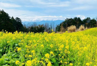 ​赞美菊花的古诗有哪些（赞美菊花七绝诗词）