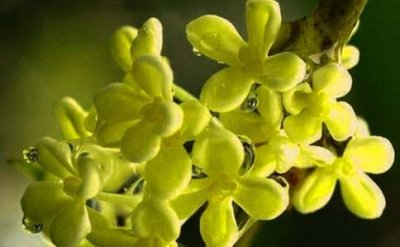 ​写桂花的诗歌