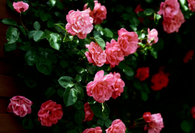 ​王安石的诗有哪些古诗（王安石最著名10首诗）