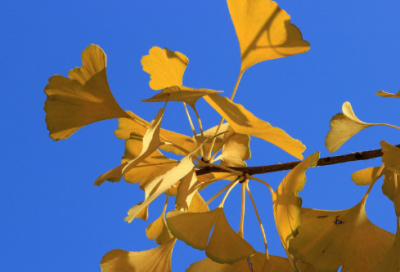 ​晚春韩愈翻译赏析（晚春古诗的解释）