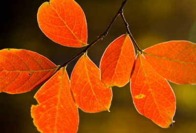 ​贾生古诗翻译（李商隐贾生赏析）