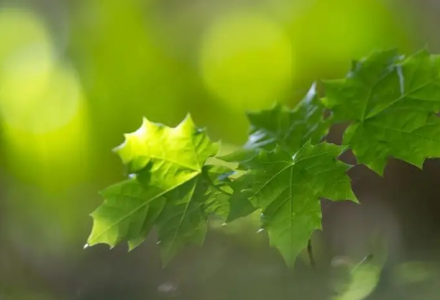 1688745540116887.png image.png