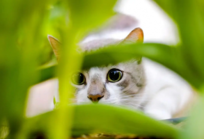 ​暮江吟白居易古诗（暮江吟注释和译文）