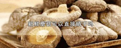 ​蘑菇能不能晒干 新鲜蘑菇怎么晒蘑菇干