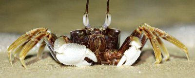 ​请问螃蟹可以和橙子一起吃吗 螃蟹跟橙子能不能一起吃