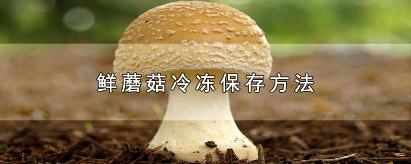 ​鲜蘑菇可以直接冷冻保存吗能放多久 鲜蘑菇可以直接冷冻保存吗多久