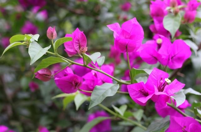 早安晨语分享每日一条