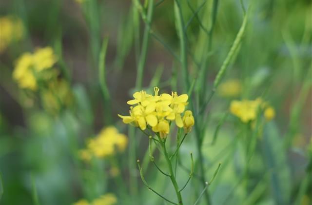 生儿子的说说心情短语