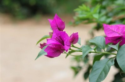 ​桂林荔江湾的文案