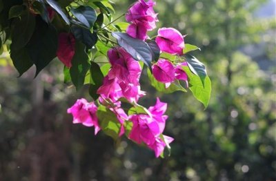 ​带有张字的网名大全(共113个)