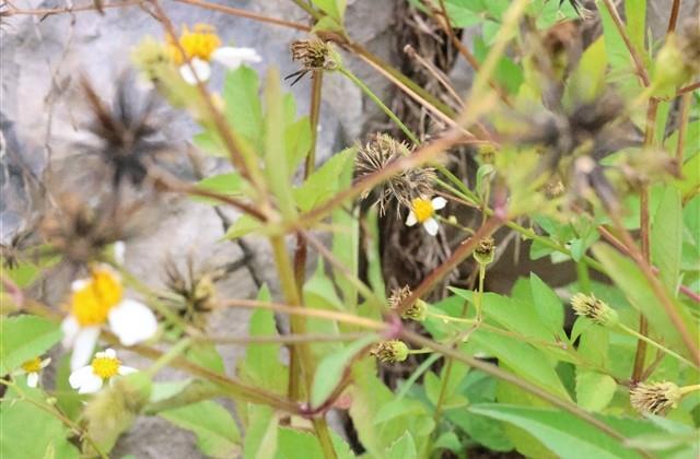 关于张的网名大全(精选115个) 关于张的网名大全(精选115个)