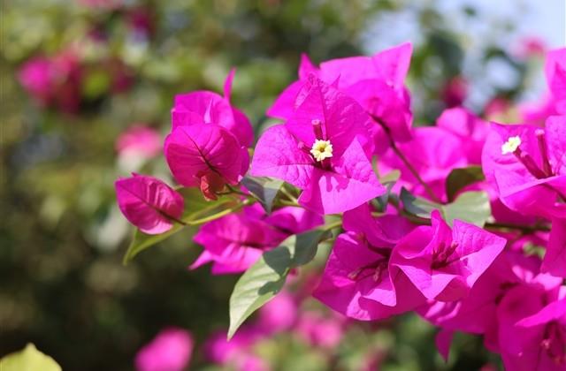 描写蝉鸣扰人心烦的句子(15句)