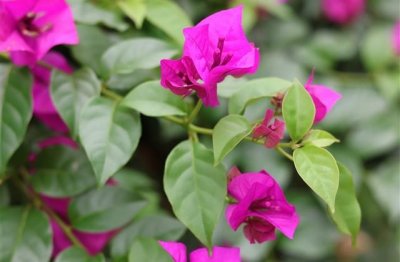 ​巴扎黑经典语录社会磕台词