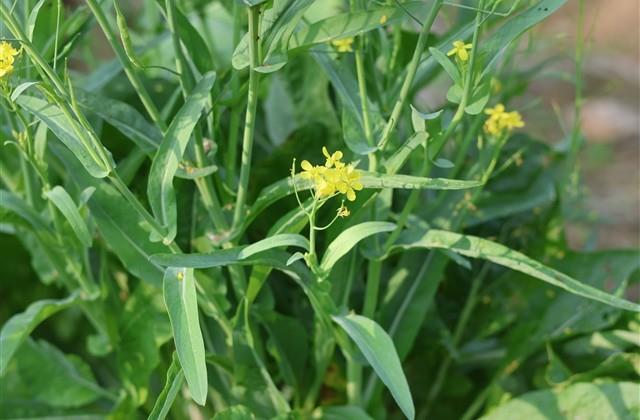 女孩名字寓意聪慧好运的有哪些（315个）