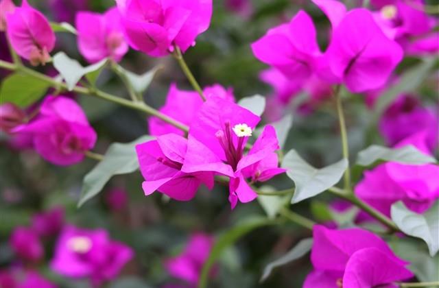 女孩名字用什么字好（爆款278个）