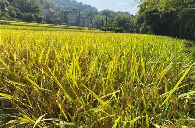 带有丹字的伤感网名(153个) 带有丹字的伤感网名(153个)