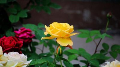 ​教师节祝福老师的作文 祝福教师节的句子[20条]