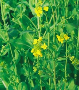 ​微信圣诞快乐祝福语 圣诞微信祝福语简短