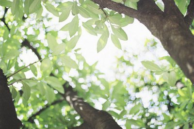 ​关于雪的英文名言