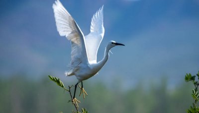 ​小白鹭是保护动物吗为什么不能吃 小白鹭是保护动物吗?