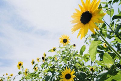 ​幽默的名言28句