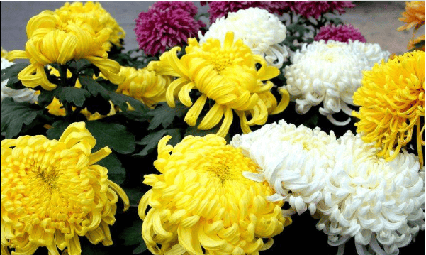 ​菊花有多少品种 五颜六色的菊花