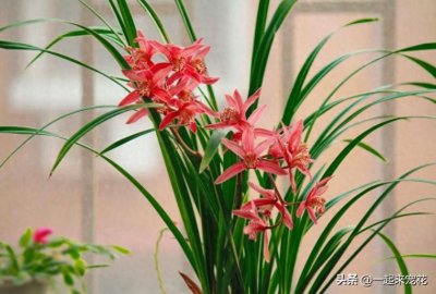 ​卧室里养什么花好对身体好（好养且净化空气的花卉植物）