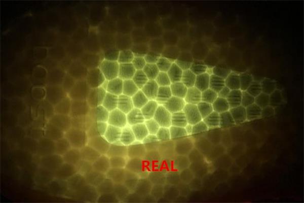 yeezy 350美洲限定真假 椰子350美洲限定真假对比 yeezy 350美洲限定真假 椰子350美洲限定真假对比