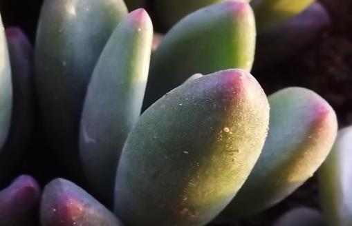 多肉十大美人系列 胖成球的最好看