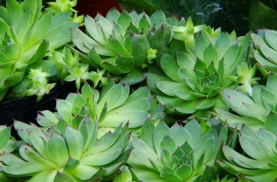 ​6种人气高的多肉大盘点，对比一下！