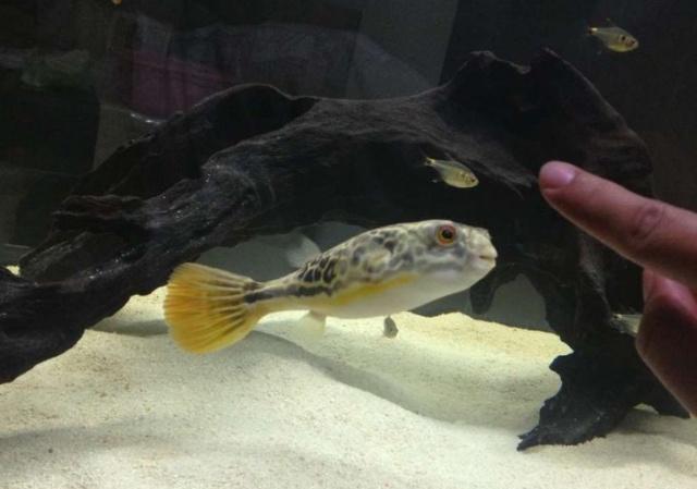 具王者风范的观赏鱼皇冠狗头，您了解吗？