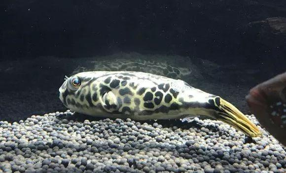 具王者风范的观赏鱼皇冠狗头，您了解吗？