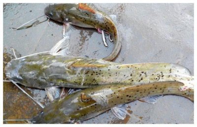 ​此鱼只有广西才有，能散发出芝麻的香味，不能人工养殖300一斤