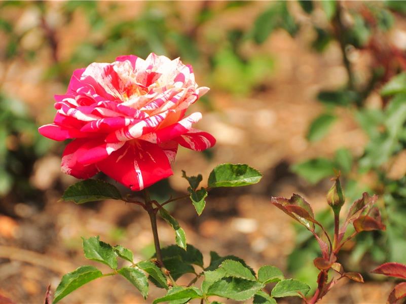 简短而很有深度的句子(70句)