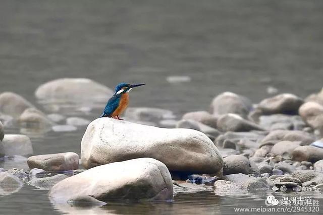 太萌了！楠溪江上居然出现珍贵度堪比大熊猫的中华秋沙鸭一家