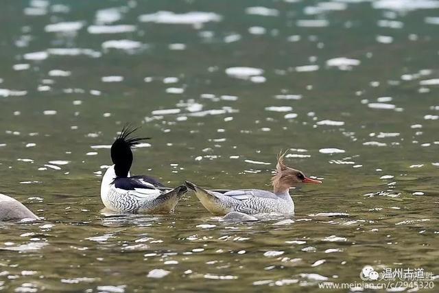 太萌了！楠溪江上居然出现珍贵度堪比大熊猫的中华秋沙鸭一家