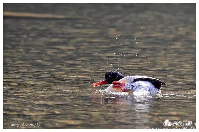 太萌了！楠溪江上居然出现珍贵度堪比大熊猫的中华秋沙鸭一家