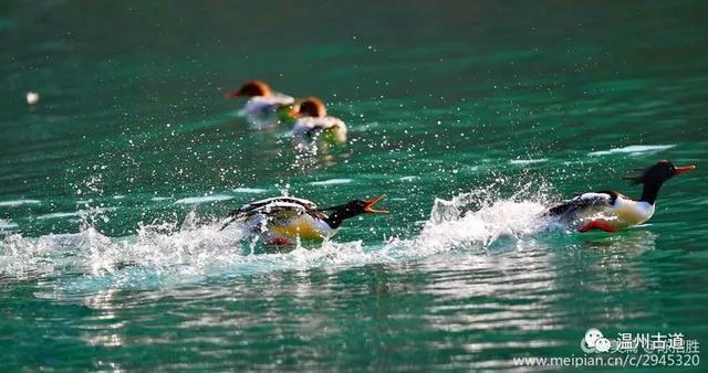 太萌了！楠溪江上居然出现珍贵度堪比大熊猫的中华秋沙鸭一家