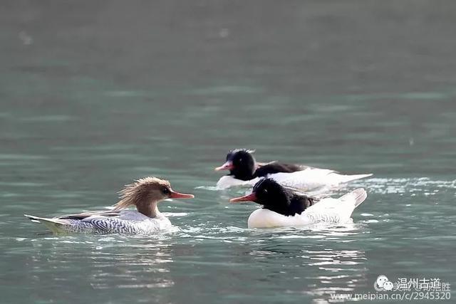太萌了！楠溪江上居然出现珍贵度堪比大熊猫的中华秋沙鸭一家