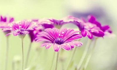 ​关于520的文案(精选680句)