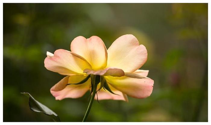 人生哲学：爱情就是没道理的。