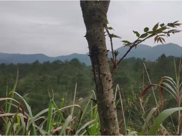 ​全身是刺的这种野味，没想到是“第一山珍”，你有没有见过呢