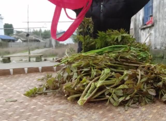 全身是刺的这种野味，没想到是“第一山珍”，你有没有见过呢