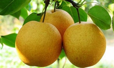 ​聊城六大特产，你全都吃过吗？