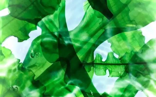 雅诗兰黛深海藻系列怎么样_多少钱_怎么用