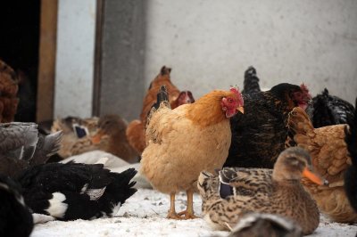 ​属鸡男孩几点出生最好 属鸡的男孩那天出生好