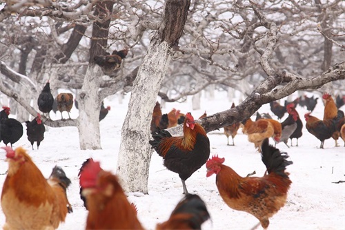 属鸡的男性孩几点出生最好&nbsp;属鸡的男孩那天出生好