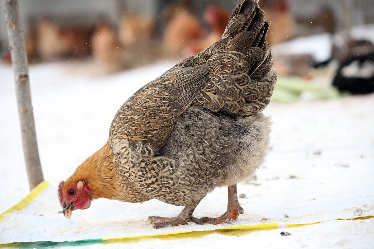 属鸡的男性孩几点出生最好&nbsp;属鸡的男孩那天出生好