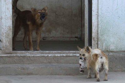 ​什么生肖最旺狗 属狗人生命中的贵人