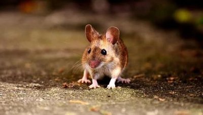 ​属鼠的和属虎的合不合 属鼠的和属虎的相克吗